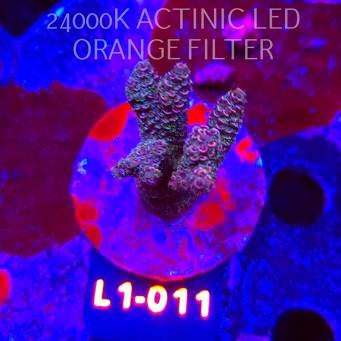 Acropora spathulata PINK PASSION (16.03.2026) L1-011  5cm
