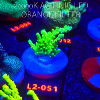 Acropora AUSTERA BANANA (14.11.2025) L2-051  5cm