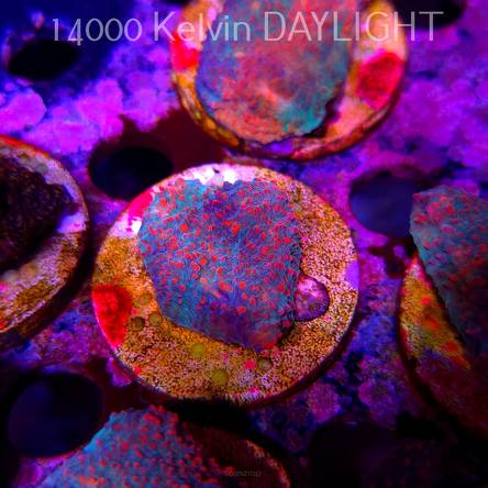 Echinophyllia Lava Rush Chalice (18.05.2025)  3cm