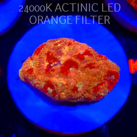 FAVIA sp. ULTRA (06.03.2026) KR-234  4cm