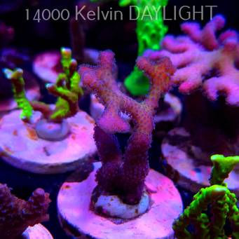 Pocillopora sp. FIJI PINK (20.03.2025) L1-II-24  8cm