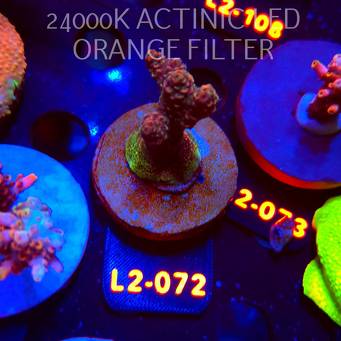 Acropora sp. PREMIUM AUSTRALIA (14.08.2026) L2-072  4cm