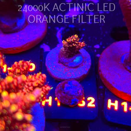 Acropora MILLEPORA BUBBLEGUM (02.02.2026) H1-052  3cm