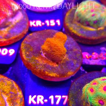 Stylocoeniella GOLD 24K (01.09.2026) KR-177  2cm