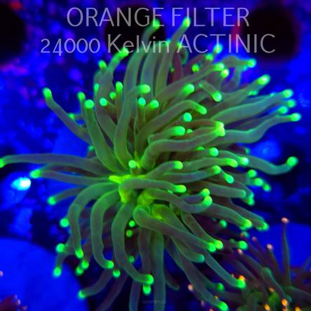   Euphyllia glabrescens Aussie GREEN (20.06.2025)