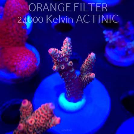 Acropora MILLEPORA JF SOLAR FLAME (04.10.2025)  5cm