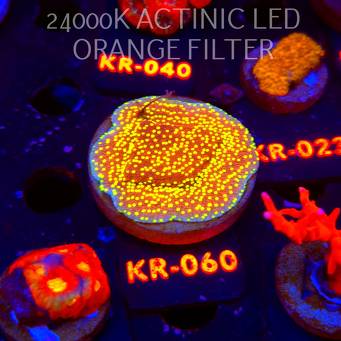 Montipora HABANERO (06.12.2025) KR-060  5cm