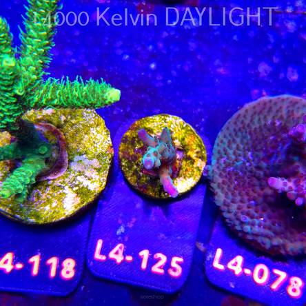 Acropora sp. AUSTRALIA (06.01.2026) L4-125  3cm