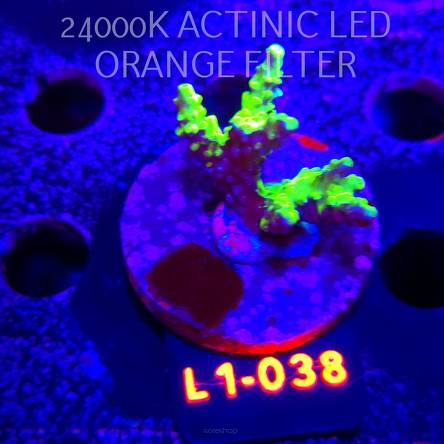 Anacropora WWC SLIMEBALL (11.10.2025) L1-038  4cm