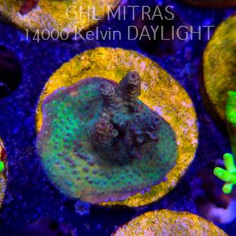 Acropora sp. AUSTRALIA (20.02.2025) L4-I-22  3cm
