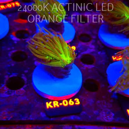 Euphyllia glabrescens TG TOXIC JOKER TORCH (01.09.2026) KR-063