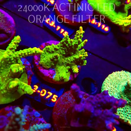 Acropora RR RAINBOW LOOM (11.09.2026) L3-075  5cm