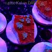 Echinophyllia TSA Fruit Ninja Chalice (09.03.2025)  4cm