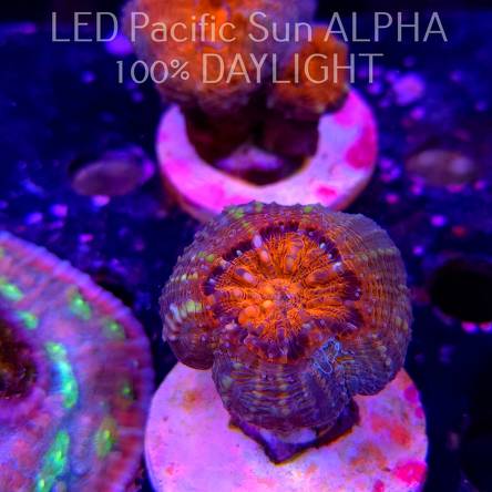 Lobophyllia corymbosa ULTRA Australia (15.12.2024)