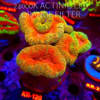  Lobophyllia corymbosa Master Grade RAINBOW (24.09.2026) KR-120  15cm