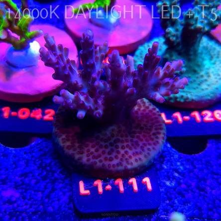 Acropora JMC PINK DREAM (11.10.2025) L1-111  6cm