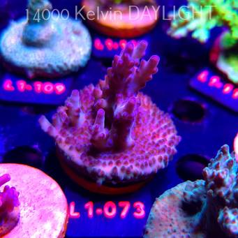Acropora JMC PINK DREAM (02.08.2026) L1-073  6cm