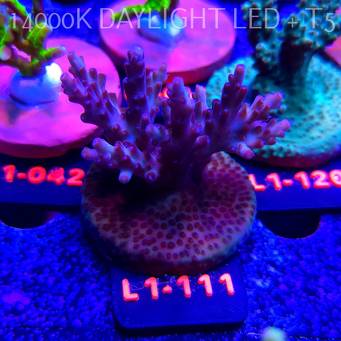Acropora JMC PINK DREAM (11.10.2025) L1-111  6cm