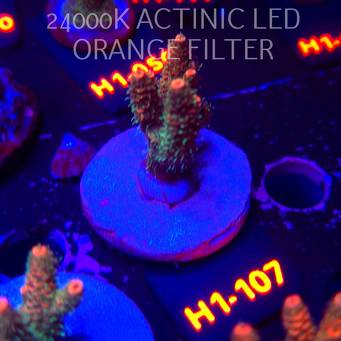 Acropora MILLEPORA JF SOLAR FLAME (02.02.2026) H1-104  4cm