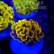 Euphyllia paraancora GOLD HOLOGRAM HAMMER (02.04.2025)