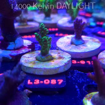 Acropora sp. AUSTRALIA (04.01.2026) L3-087  3cm