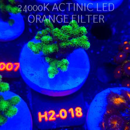 Pocillopora damicornis NEON GREEN (01.12.2025) H2-018  5cm