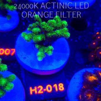 Pocillopora damicornis NEON GREEN (01.12.2025) H2-018  5cm