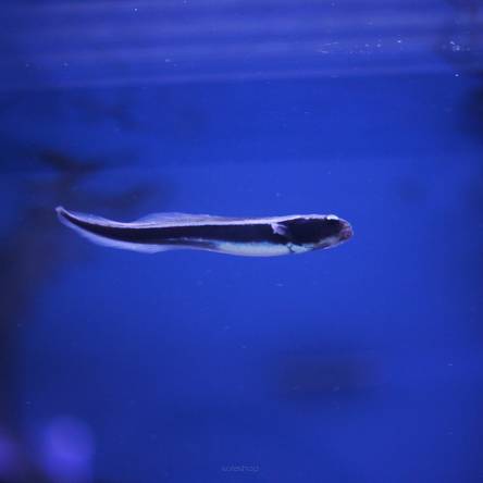 Pholidichthys leucotaenia 5-6 cm