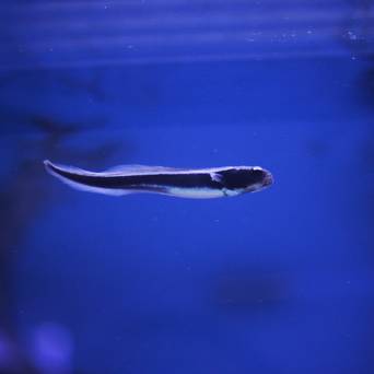 Pholidichthys leucotaenia 5-6 cm