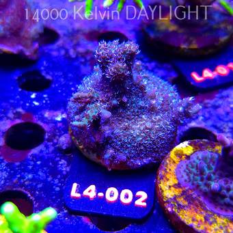 Acropora sp. PREMIUM AUSTRALIA  (07.01.2026) L4-002  5cm