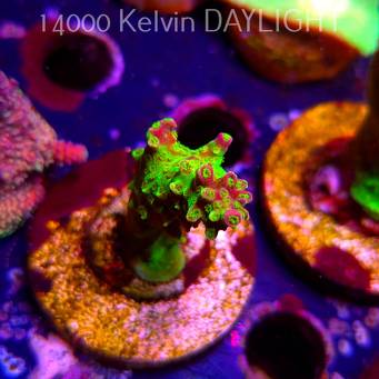 Acropora JMC SIGNATURE ABRO PRIV ACRO (08.04.2025) MM6-I-7  5cm