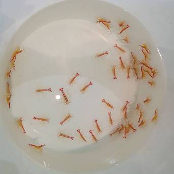 Lysmata amboinensis (Krewetka czyszcząca) 4-5 cm