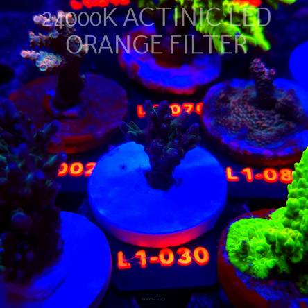 Acropora sp AUSTRALIA (11.10.2025) L1-030  4cm