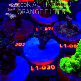 Acropora sp AUSTRALIA (11.10.2025) L1-030  4cm