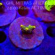 Acropora MILLEPORA SUNSET (20.02.2025) L4-II-27  3cm