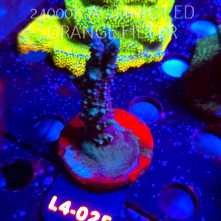 Acropora sp. AUSTRALIA  (07.01.2026) L4-025  10cm