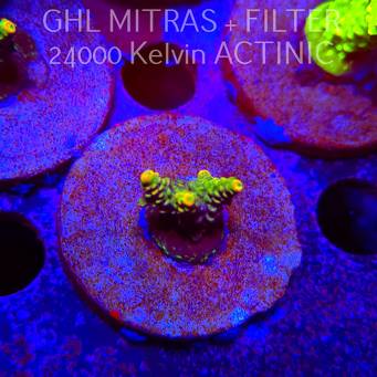Acropora MILLEPORA SUNSET (20.02.2025) L4-II-27  3cm