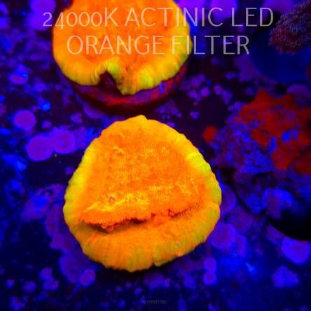 Echinophyllia GOLD Rush Chalice (15.01.2026) H3  3cm