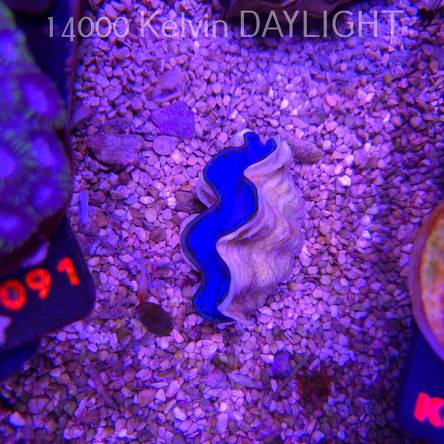  Tridacna MAXIMA ULTRA (19.09.2026)  5cm