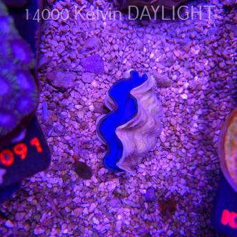  Tridacna MAXIMA ULTRA (19.09.2026)  5cm