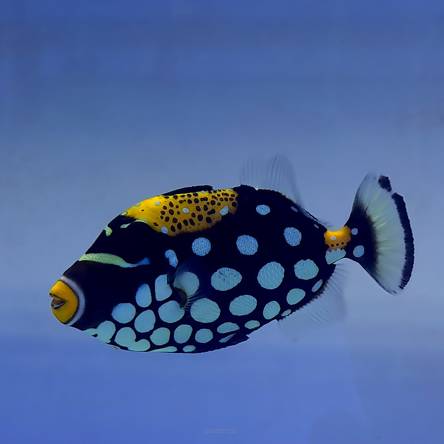 Balistoides conspicillum (Rogatnica jasnoplama) rozmiar 12 cm