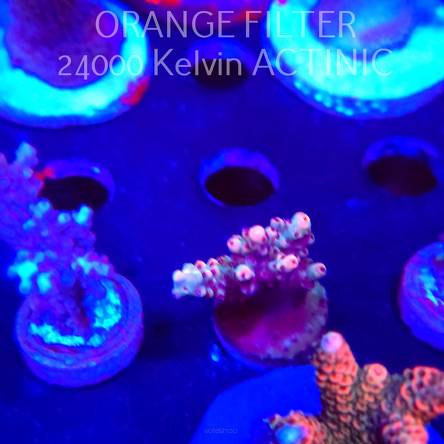 Acropora cytherea CORAL SEA (04.10.2025)  3cm