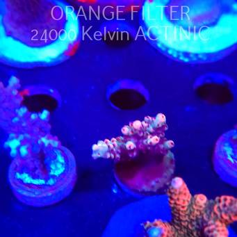 Acropora cytherea CORAL SEA (04.10.2025)  3cm