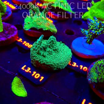 Acropora sp. PREMIUM AUSTRALIA (11.09.2026) L3-101  5cm