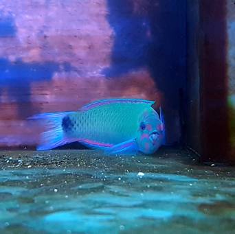 Thalassoma lunare rozmiar 9 cm