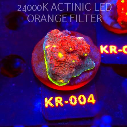 Echinophyllia GAMALAMA (07.12.2025) KR-004  5cm