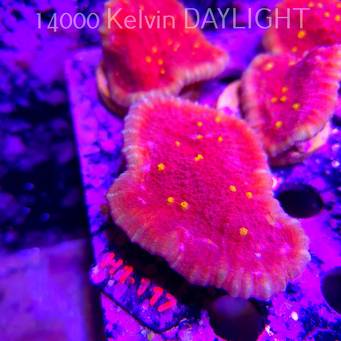 Echinophyllia KISS OF FIRE (11.10.2026) H1-117  7cm