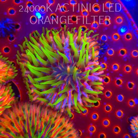 Heliofungia fralinae RAINBOW ULTRA (16.10.2025)  5cm