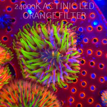 Heliofungia fralinae RAINBOW ULTRA (16.10.2025)  5cm