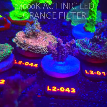 Acropora sp. AUSTRALIA (16.11.2025) L2-043  4cm